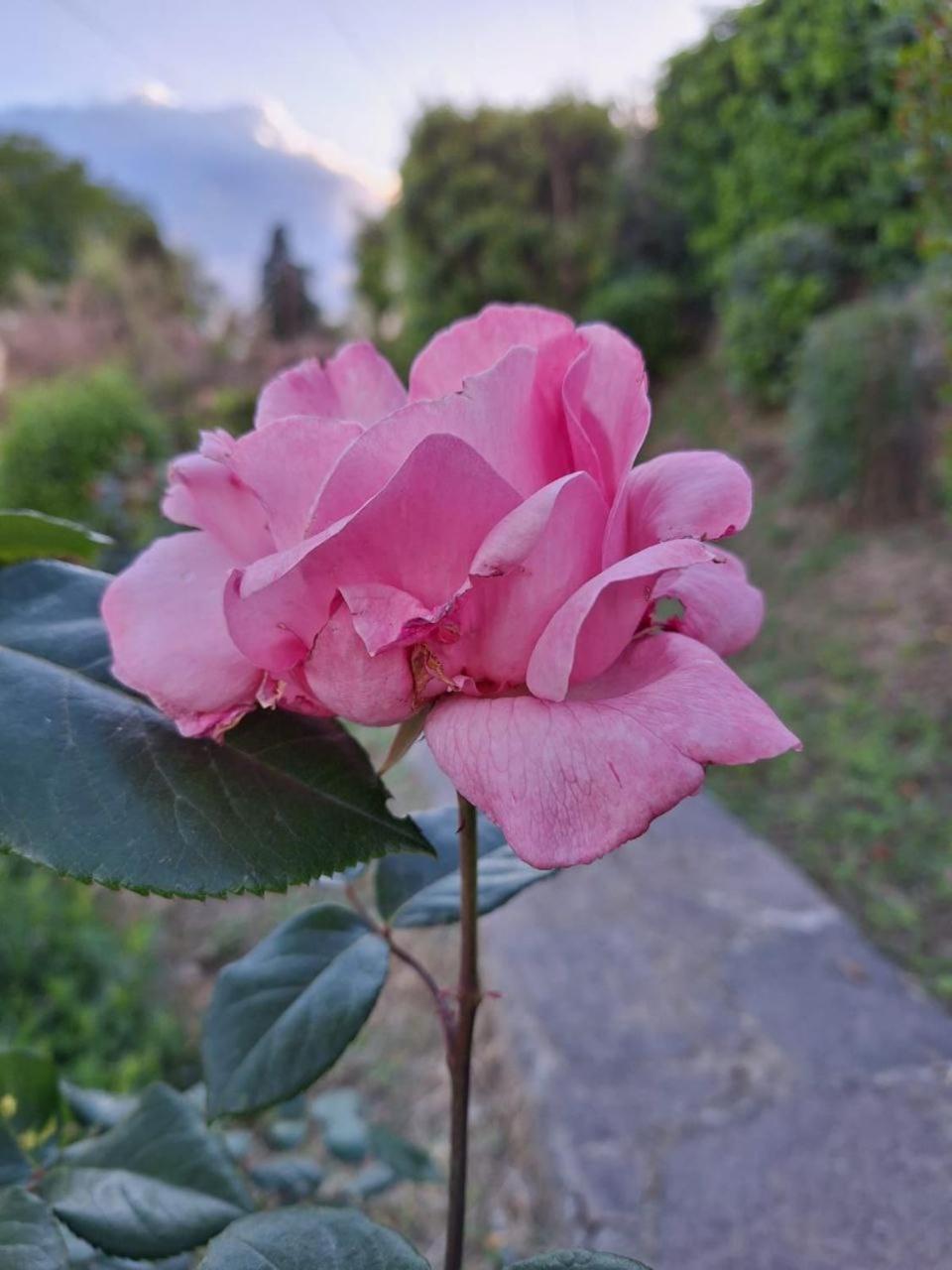 B&B Le Rose Di Paola Santa Maria a Monte Ngoại thất bức ảnh