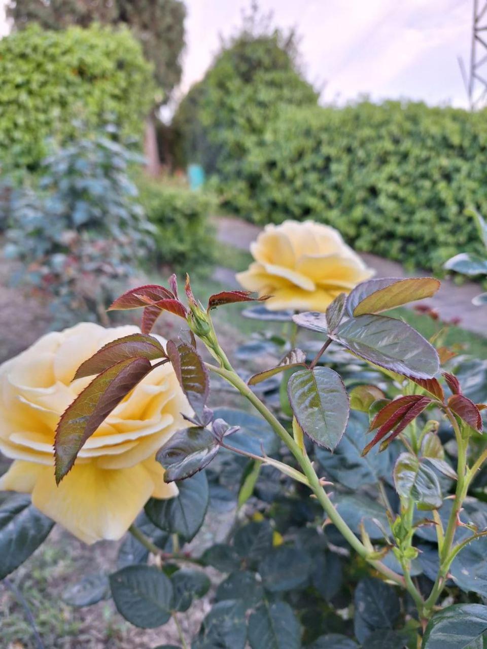 B&B Le Rose Di Paola Santa Maria a Monte Ngoại thất bức ảnh